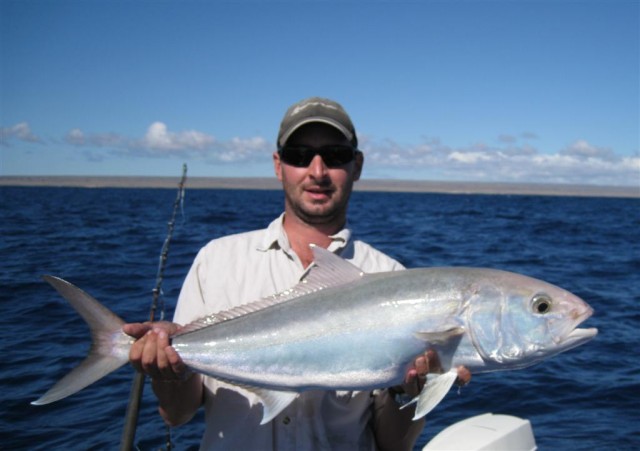 Exmouth amberjack